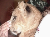 Lion Cub In Cancun 1
